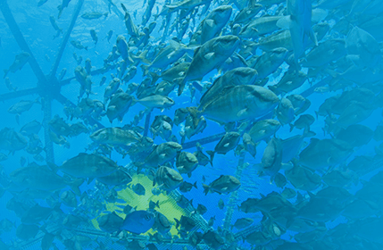 рибних ферм і господарств